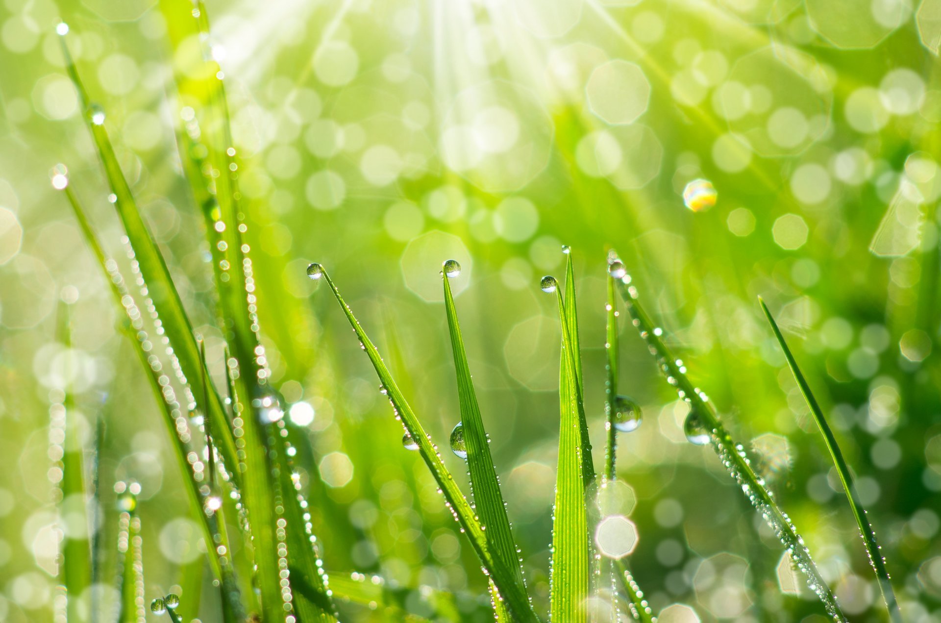 stock-photo-the-morning-dew-abstract-background-of-shining-a-bright-morning-dew-159880574-1